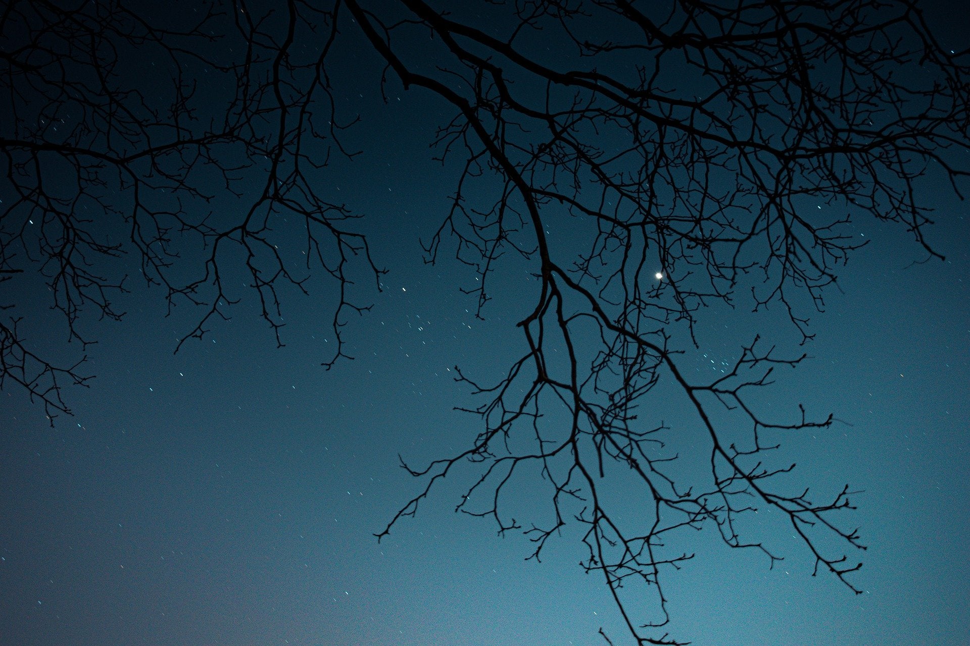 Branch in front of night sky