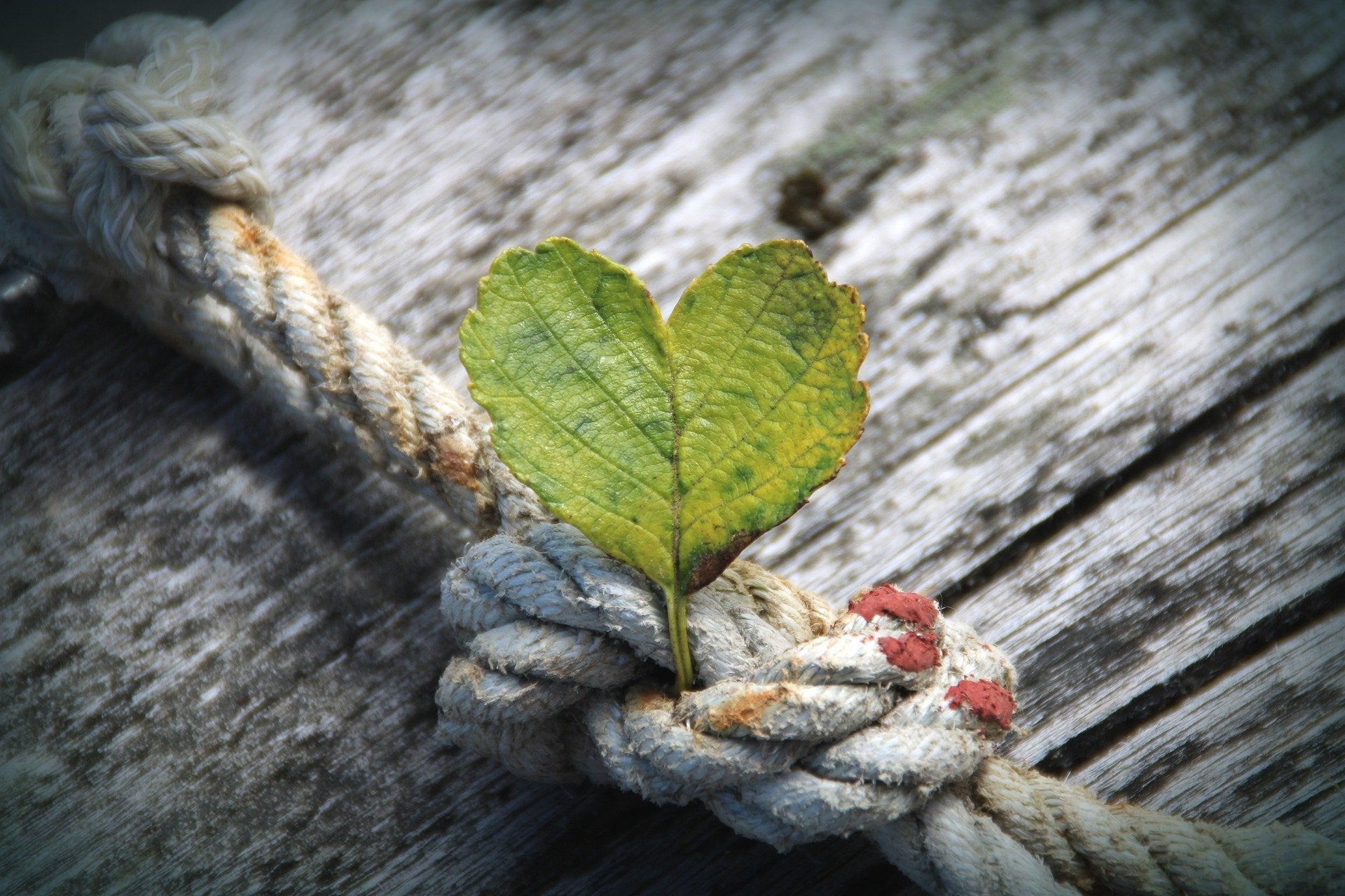 Heart shaped leave tied with rope to a wooden board