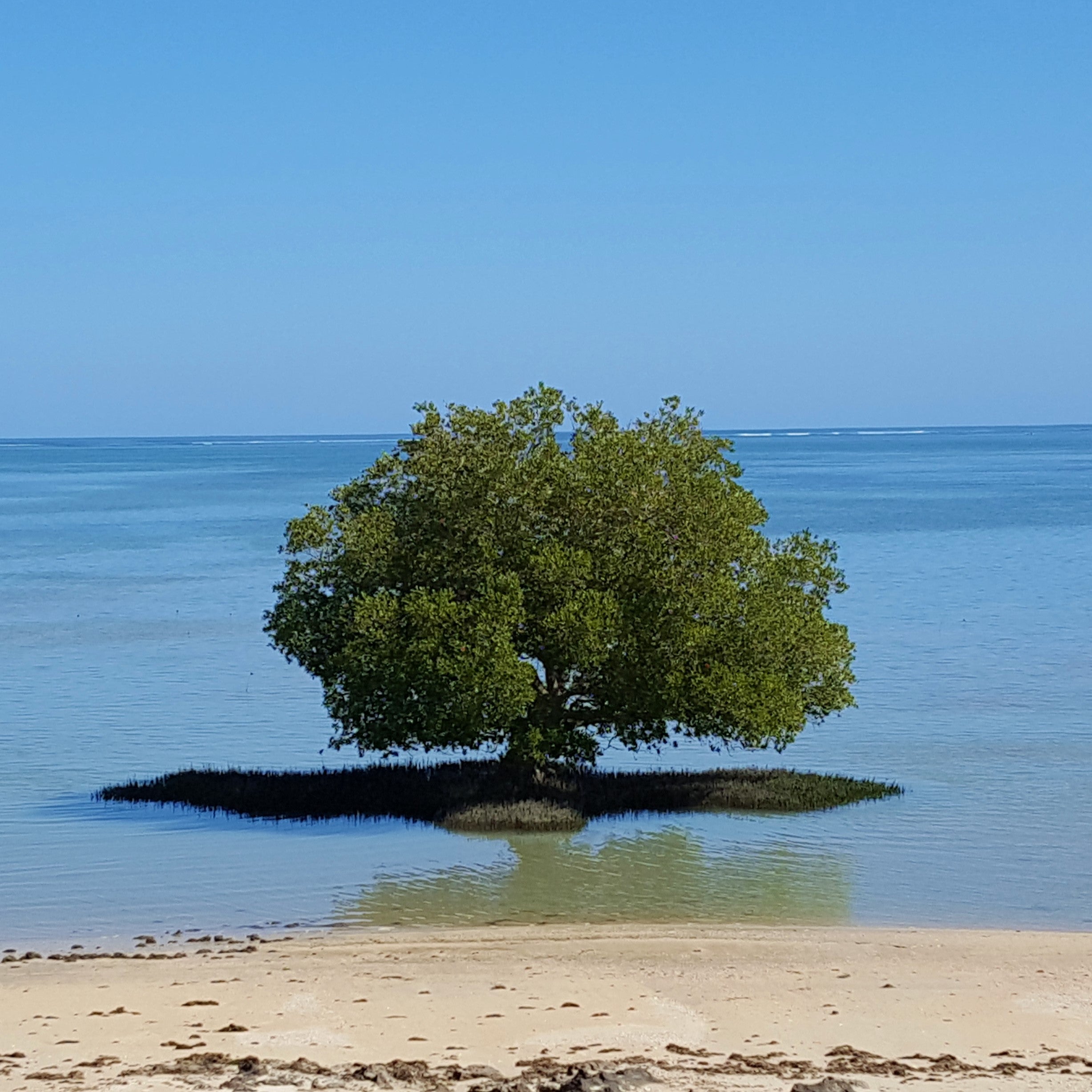 mangrove_tree (2)