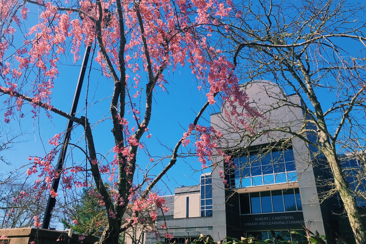 Cherry blossoms in full bloom outside the Robert Carothers Library on the URI Kingston Campus
