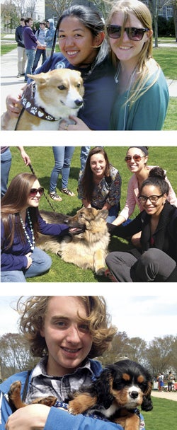 The Student Senate Cultural Committee brought five therapy dogs, one dog in training, and two puppies to the Quad for last year’s inaugural Rhody Paws. Corgis, Labs, Cavalier King Charles Spaniels, and more are expected this year.