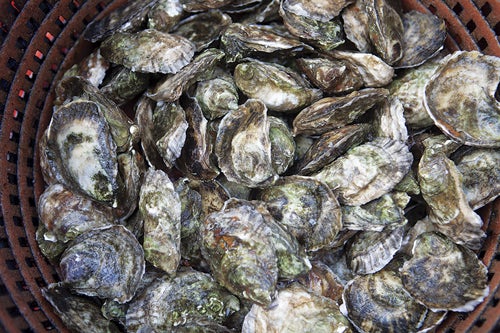 Basket-of-oysters