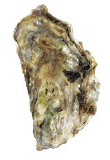 Crassostrea_oyster-2