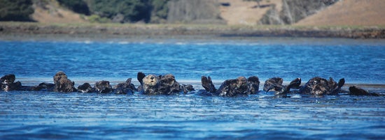 Sea otters, a sea urchin predator and keystone species in kelp forests, were decimated by the fur trade of the 1800s, says author Todd McLeish, who is working on his fourth book (due out next year,) “Saving Sea Otters: The Cutest Animal on Earth.” A small group survived the fur trade at Big Sur, and their offspring have expanded their range to within 50 miles of Santa Monica Bay, but thriving great white shark populations haven’t allowed them to expand further. Why haven’t conservationists taken steps to reintroduce them? Sea otters eat clams, crabs and other commercially fished seafood, which complicates the marine politics. So for now, groups like The Bay Foundation are trying to restore kelp forests without the help of otters—or until they return on their own.