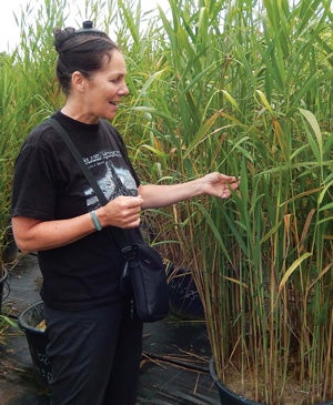 URI Professor Laura Meyerson discusses her phragmites research in a common garden in the Czech Republic.
