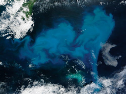 A NASA photo of the Atlantic Bloom.