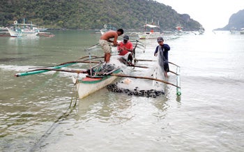ocal fishermen hauling in fish from nets, El Nido, Palawan Island, Philippines.