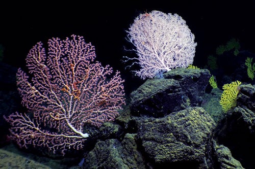 Picture of Coral reefs.