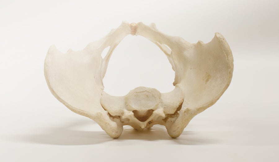 A human pelvis, looking down and out through the birth canal.