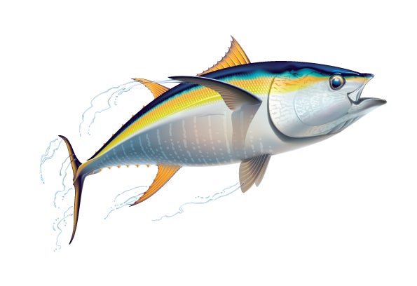 Illustration of a tuna