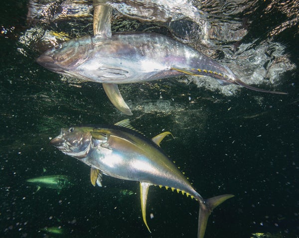 To Swim Like a Tuna, Robotic Fish Need To Change How Stiff Their Tails Are  in Real Time - The Good Men Project