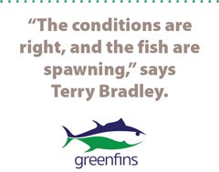 Greenfins logo plus Pullquote “The conditions are right, and the fish are spawning,” says Terry Bradley.