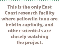 This is the only East Coast research facility where yellowfin tuna are held in captivity, and other scientists are closely watching the project.