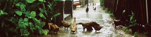 Ducks enjoy a rare freshwater bath during the rainy season in South Sulawesi’s Pulau Badi, a town that relies on boats to bring in drinking water. 