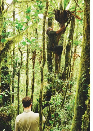 A jungle guide searches for the two-foot worms sometimes found in the epiphytic plants that grow on the trunks of trees in the Malino Highlands, South Sulawesi, Indonesia.