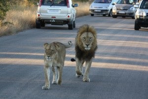 Lions, open air safari drive in Kruger National Park