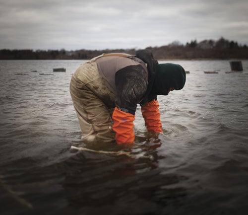 Matunuck Oyster Farm employees working Potter’s Pond.