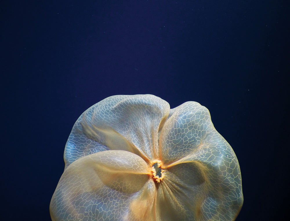 Second place photo of a Deepstaria enigmatica jellyfish