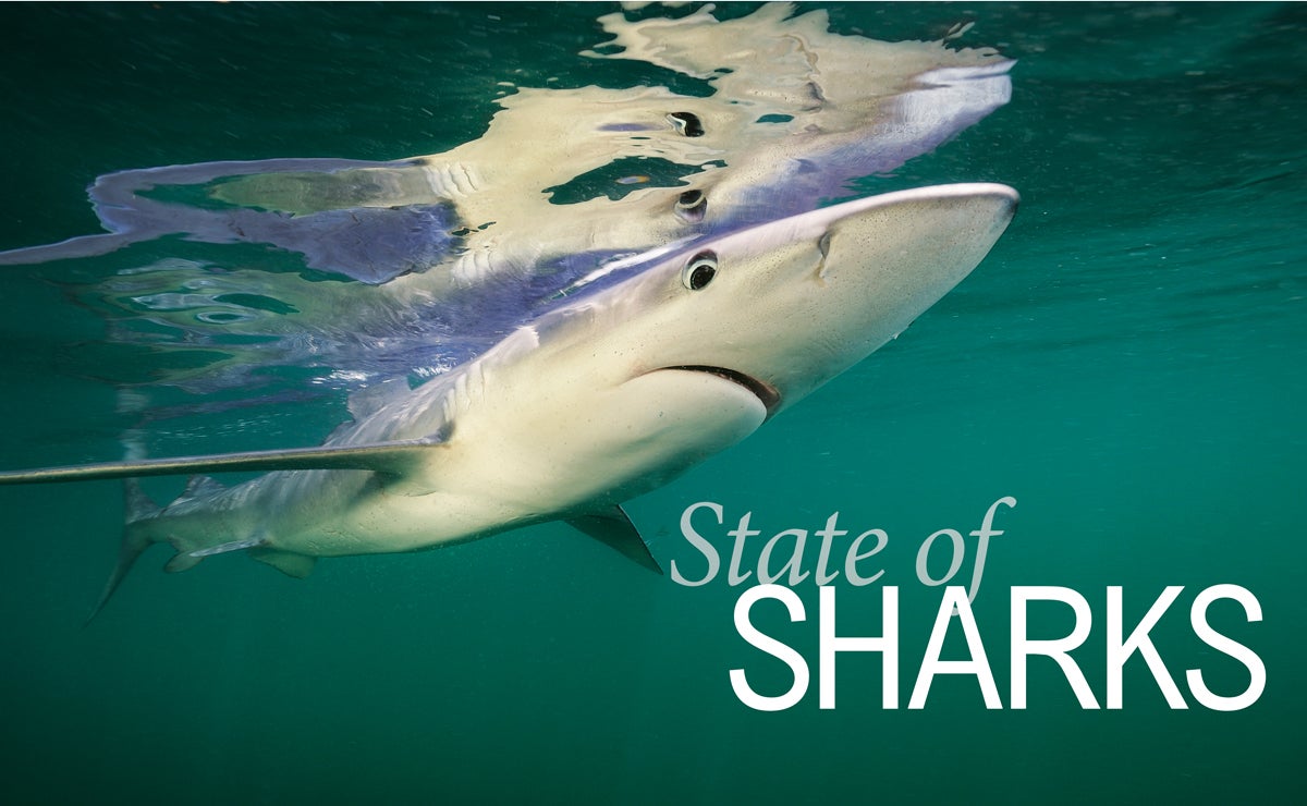 State of Sharks