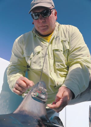 Brad Wetherbee attaches a satellite tag to a mako