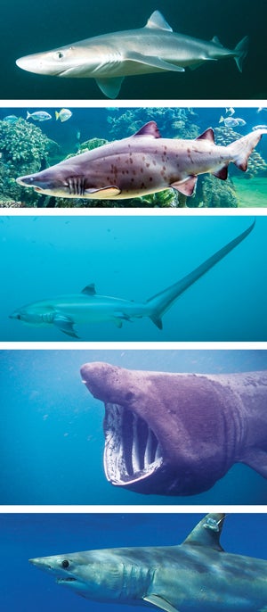 Sharks top to bottom:

Spiny dogfish, Squalus acanthias, are shallow-water bottom dwellers that reach 5 feet. The market for them as food in Europe is rising. 

Sand tigers, Carcharias taurus, are distributed worldwide. This relatively placid species can grow up to 10 feet and has no known human fatalities. 

Common thresher, Alopias vulpinus, is named for its thresher-like caudal fin, as long as the body of the shark and used to stun prey. Up to 20 feet long, they have small mouths and are not known to threaten humans. 

Basking shark, Cetorhinus maximus, is the second largest living fish, typically reaching up to 26 feet. It is a plankton eater. 

Shortfin mako, Isurus oxyrinchus, the fastest sharks, grow up to 14 feet. The species most commonly targeted by fishermen off New England, both for sport and food, they are also a primary target of the global shark-fin trade. There were 42 human attacks documented globally between 1980–2010.