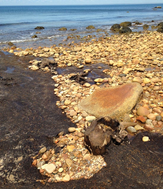 Ancient tree stumps uncovered at moon-low low tide off the shore of Block Island.