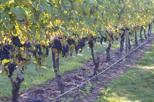 Grapes on the vine.