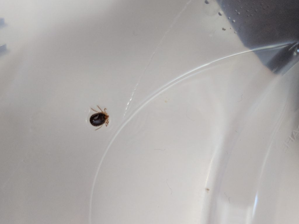 a three day engorged Asian longhorned tick from a dog