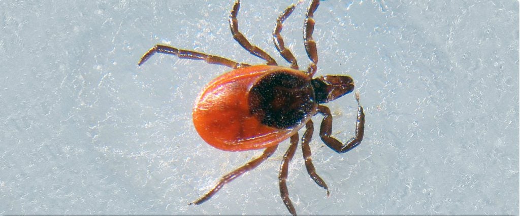 Image 15 for Blog Tick With Wings that shows a deer tick.