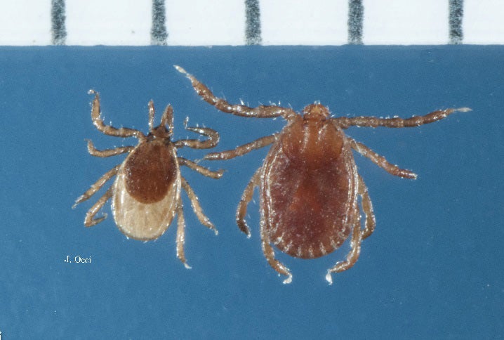 size comparison of blacklegged and Asian longhorned tick nymphs