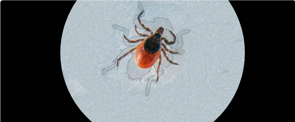 Image 9 for Blog Tick With Wings showing tick size in relation to insect.
