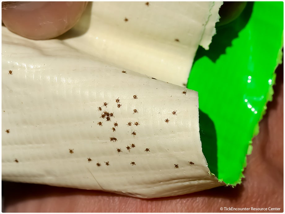 larval ticks on duck tape