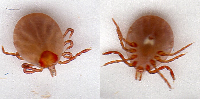 top and bottom view of partially engorged lone star tick nymph