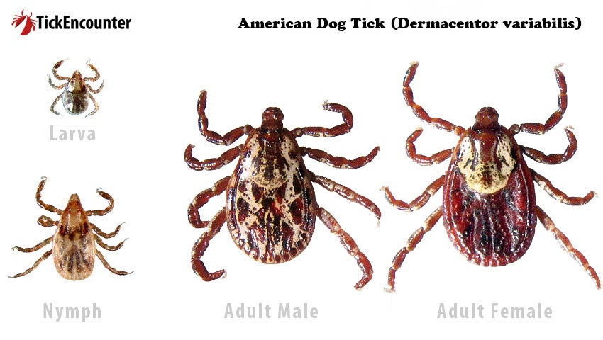 American dog tick larva, nymph, adult male and adult female