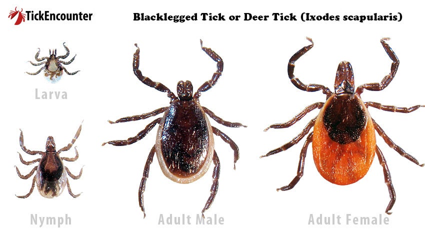 blacklegged tick larva, nymph, adult male and adult female