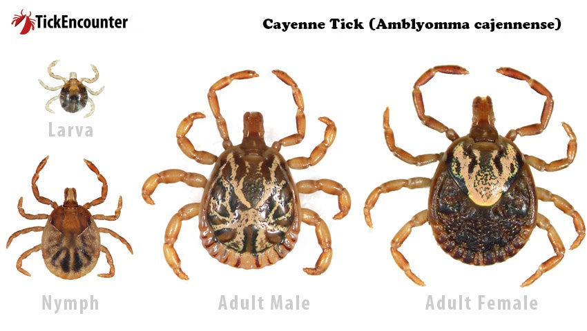 Cayenne tick larva, nymph, adult male and adult female