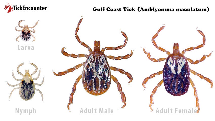 Gulf coast tick larva, nymph, adult male and adult female