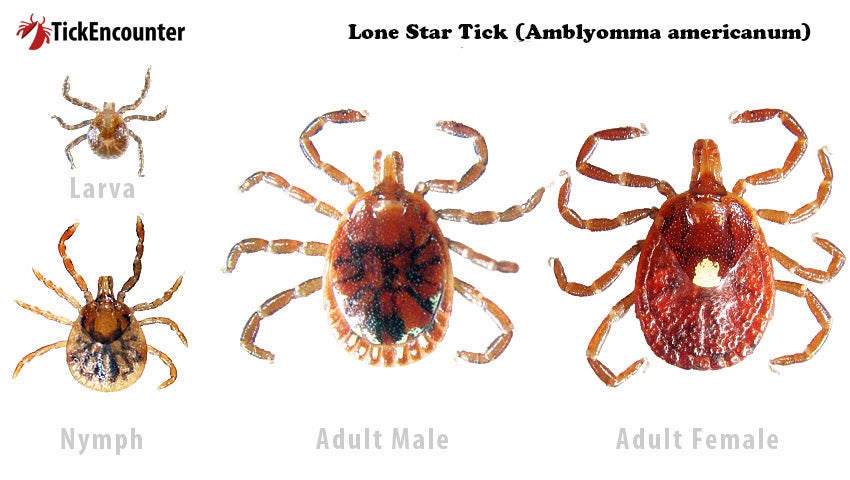 Lone star tick larva, nymph, adult male and adult female