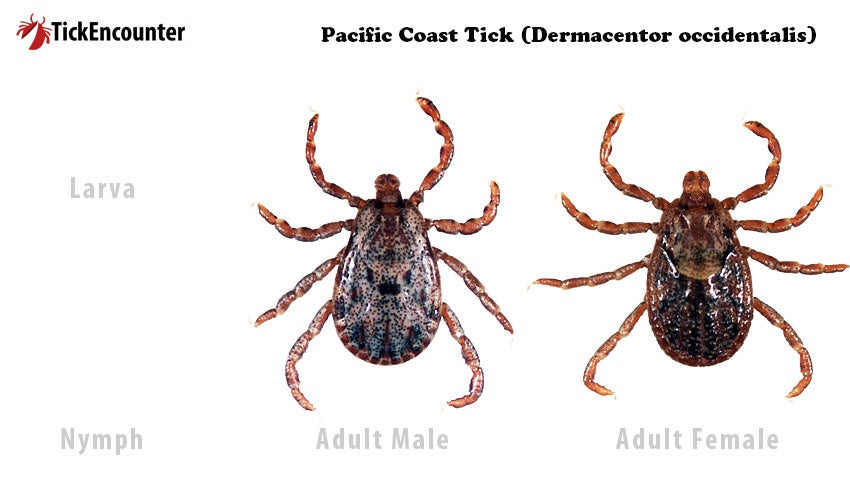 Pacific coast tick adult male and adult female
