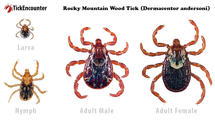 Rocky mountain wood tick larva, nymph, adult male and adult female