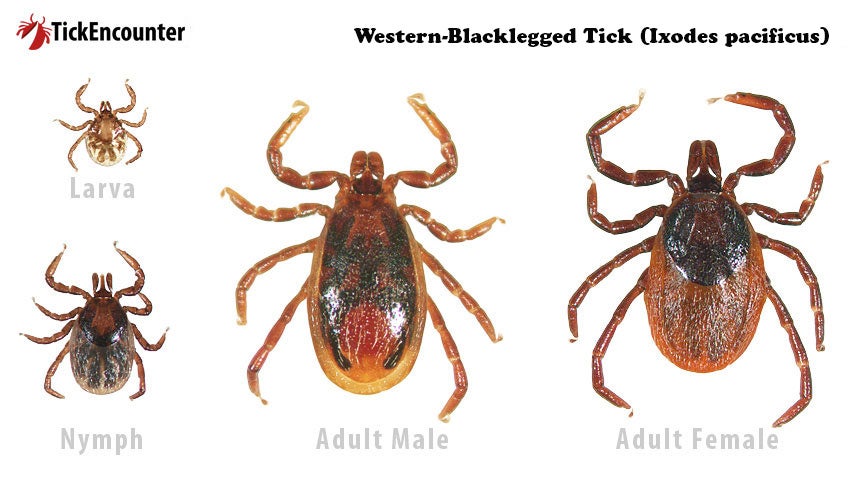 Western black legged tick larva, nymph, adult male and adult female