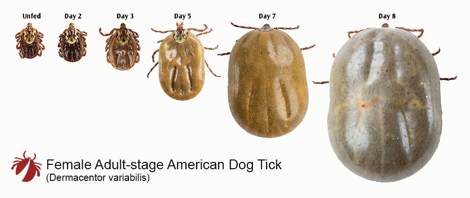 Female adult stage American Dog tick Growth comparison Dermacentor variabilis