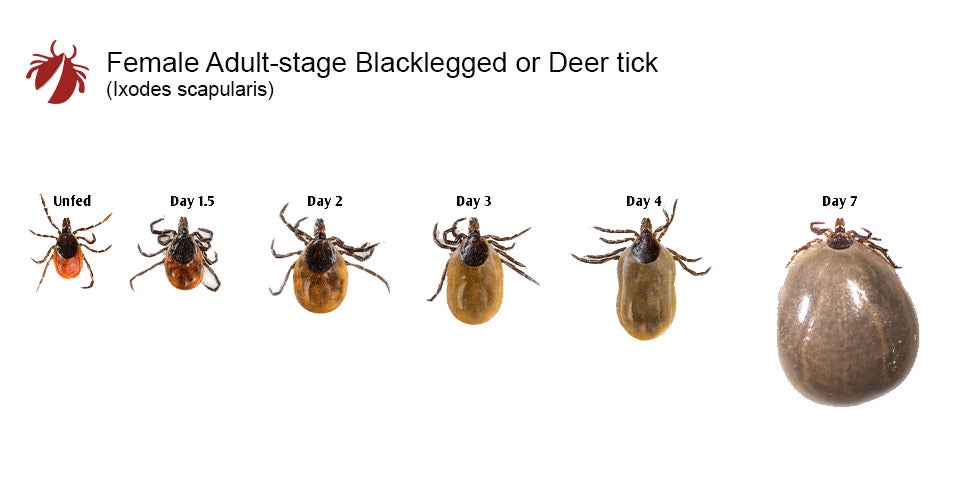 engorged tick identification