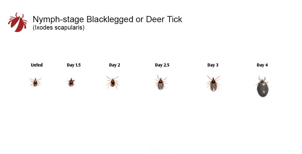 Blacklegged Tick Nymph stage growth comparison