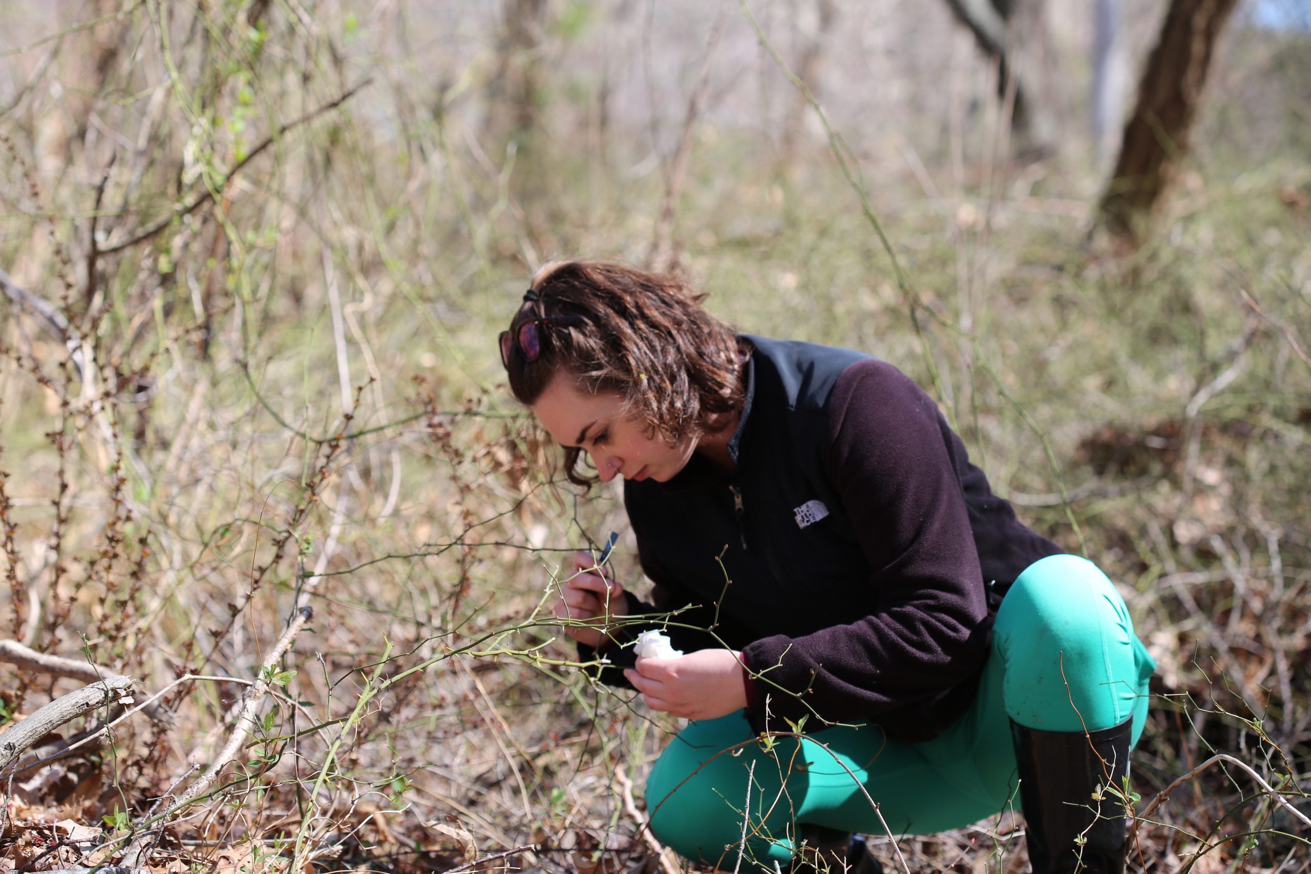 Intern collecting ticks off of brush in the woods
