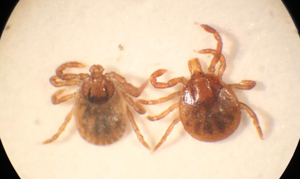 comparing nymph Asian longhorned tick to nymphal Lone Star tick