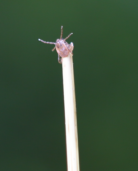 host-seeking female Asian longhorned tick