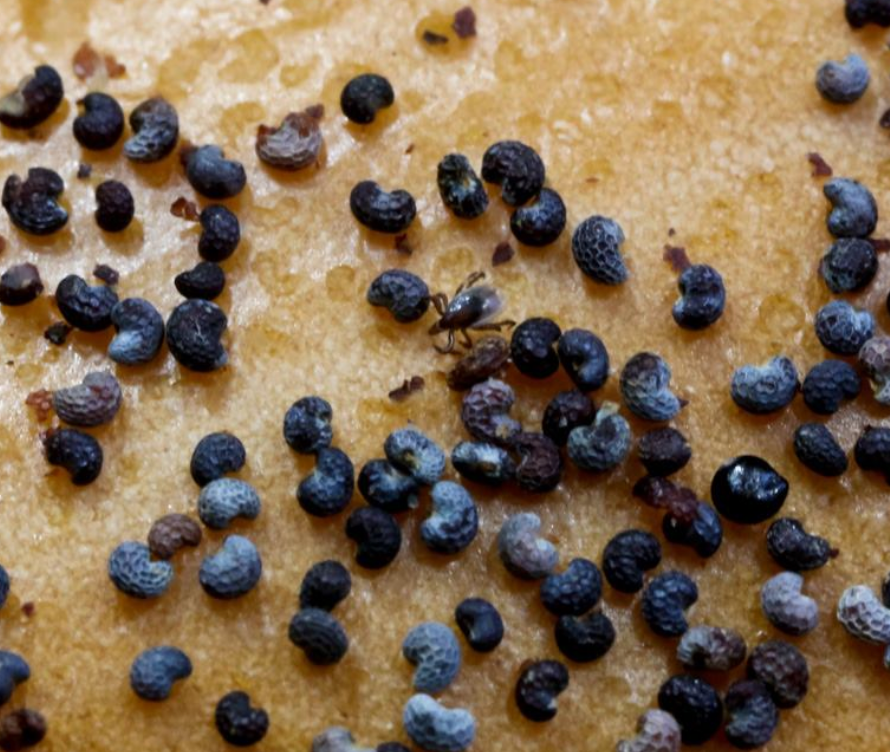 nymph tick on poppy seed bagel