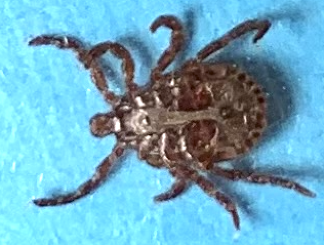 bottom side view of male American dog tick