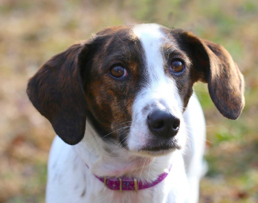 picture of dog in need of tick protection